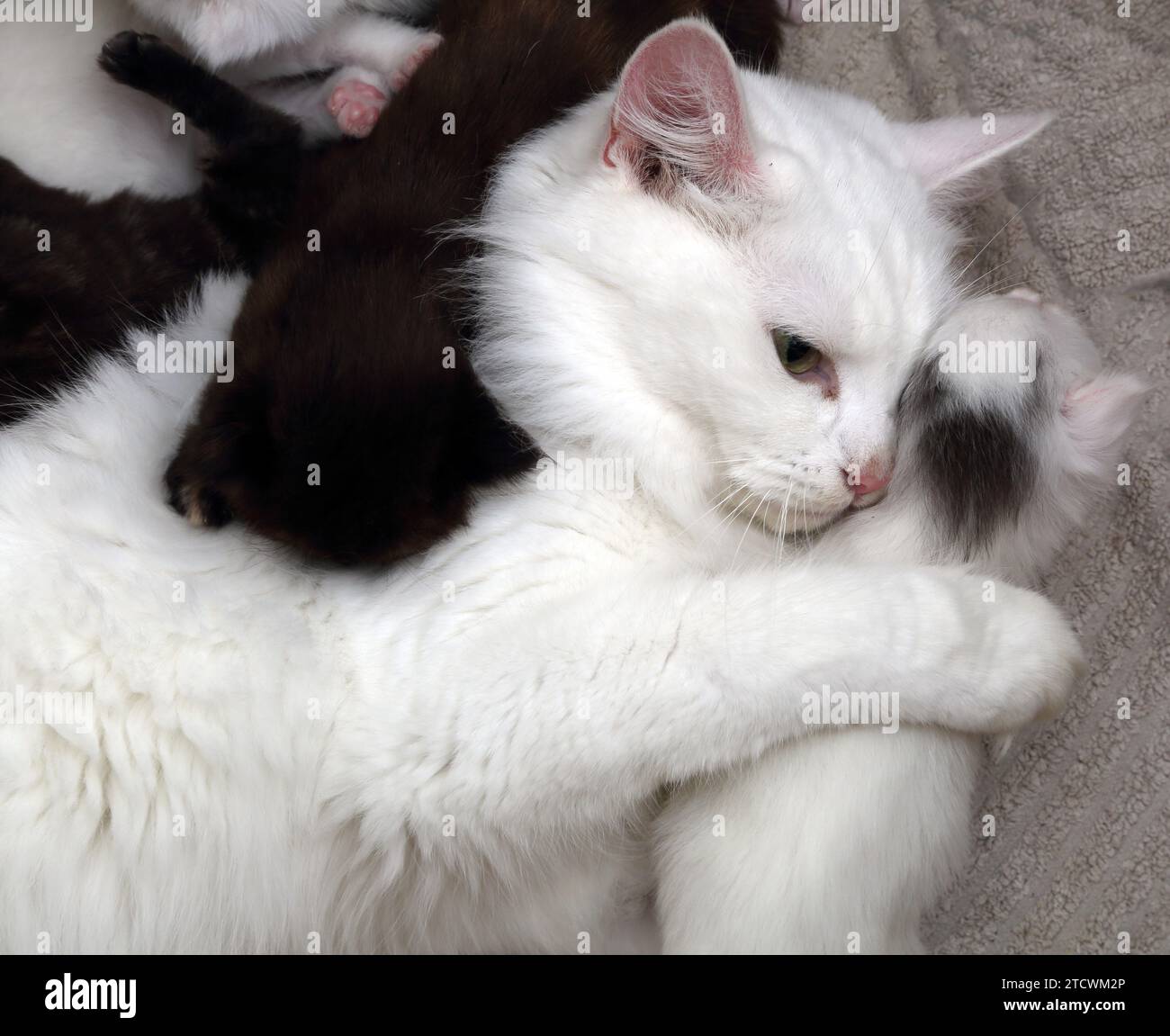 Chat Angora turc blanc serrant son chaton de 18 jours Surrey Angleterre Banque D'Images