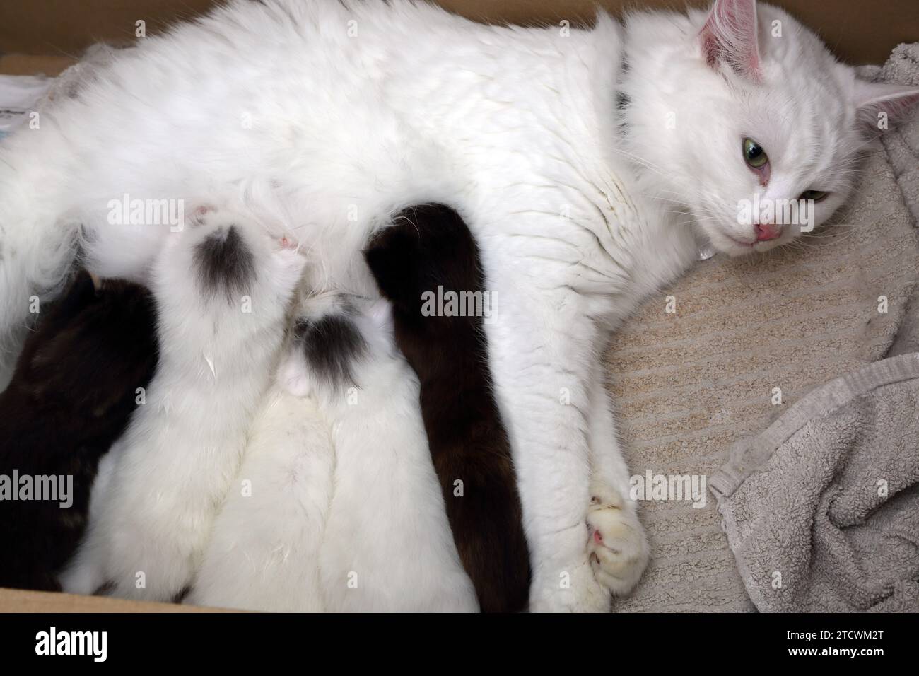 Chat angora turc nourrissant ses chatons de 17 jours Banque D'Images