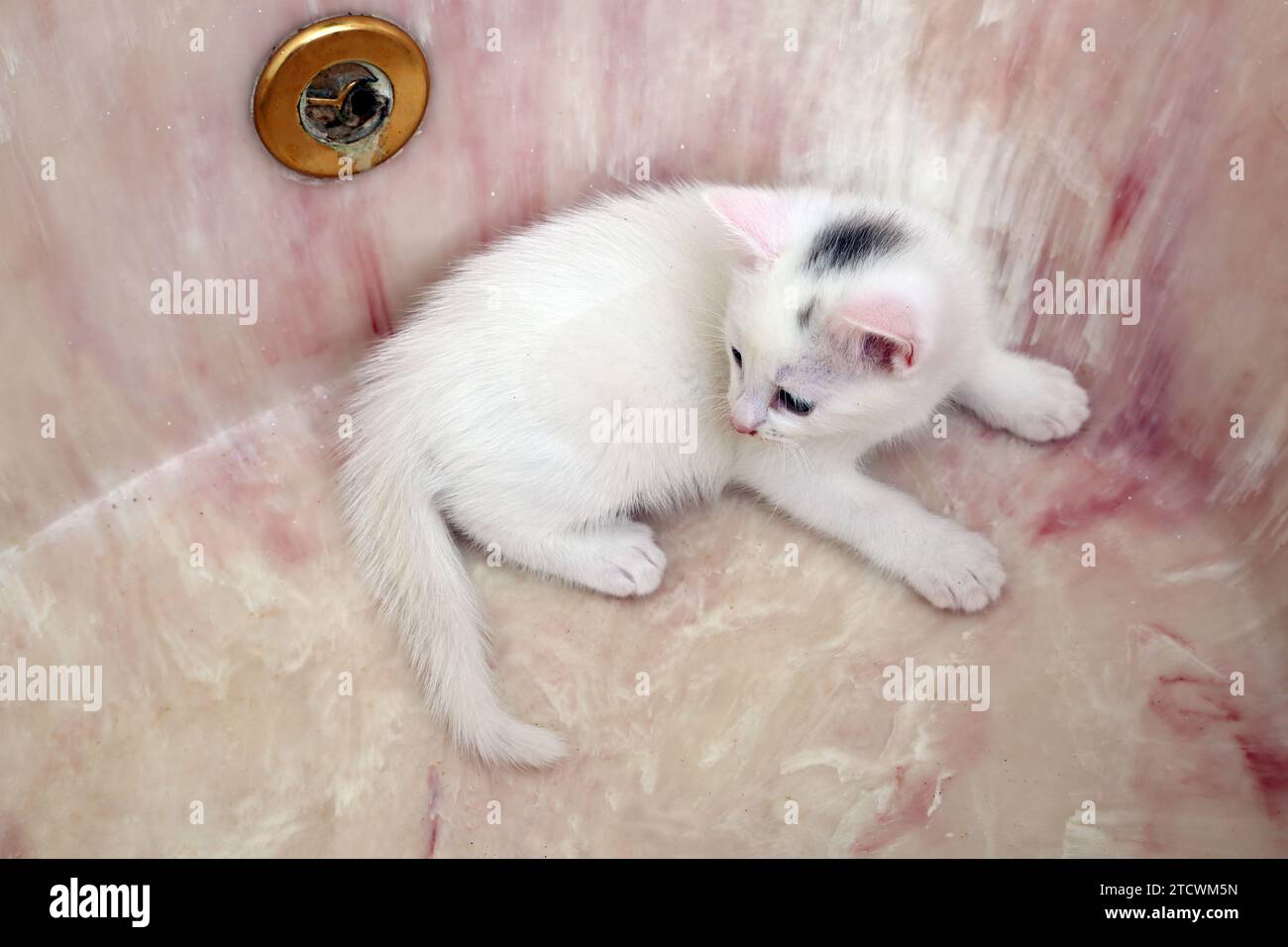Un chaton blanc turc Angora Cross de 7 semaines couché dans un bain vide en marbre rose Surrey Angleterre Banque D'Images