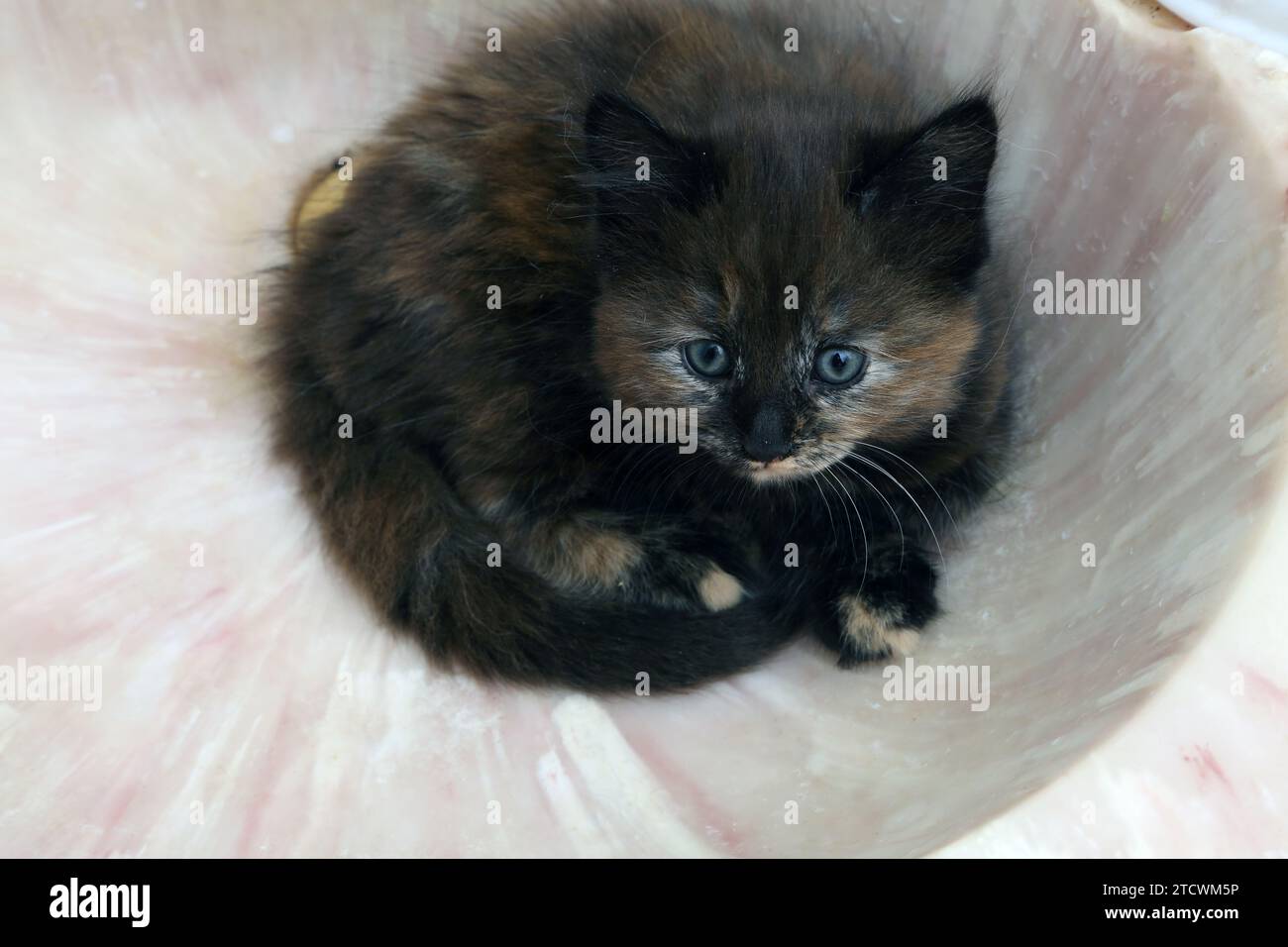 7 semaines Old Tortoiseshell turc Angora Cross Kitten enroulé dans Empty Bathroom Basin Surrey Angleterre Banque D'Images