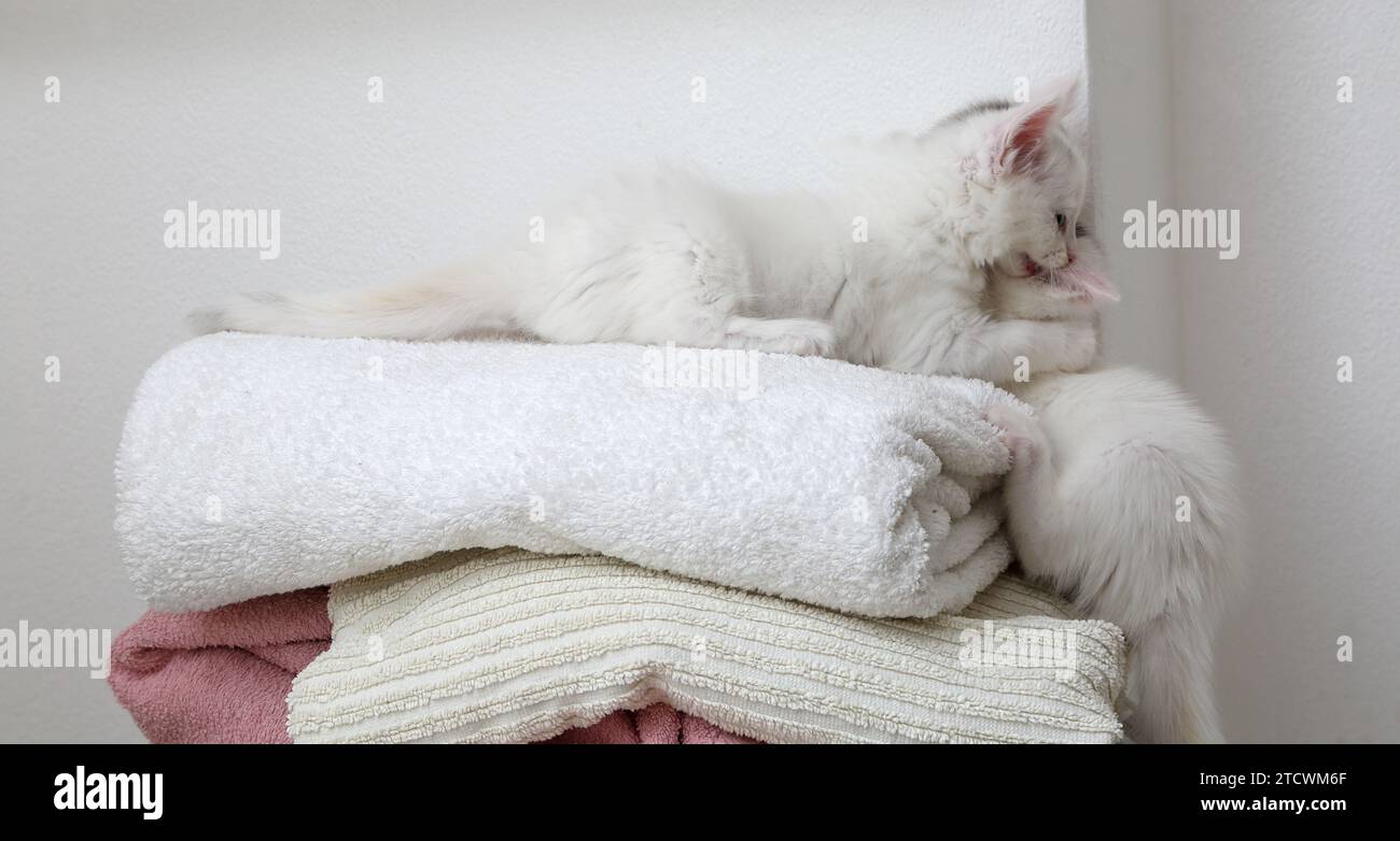 7 semaines Old White Turkish Angora Cross chaton avec marquage gris sur la tête jouant sur le dessus d'Une pile de serviettes Surrey Angleterre Banque D'Images