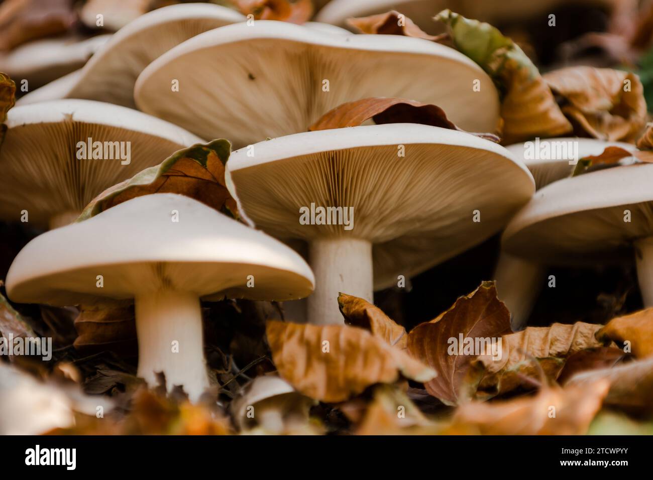 Champignons dans la forêt naturelle d'automne, montagnes des Carpates, Ukraine Banque D'Images