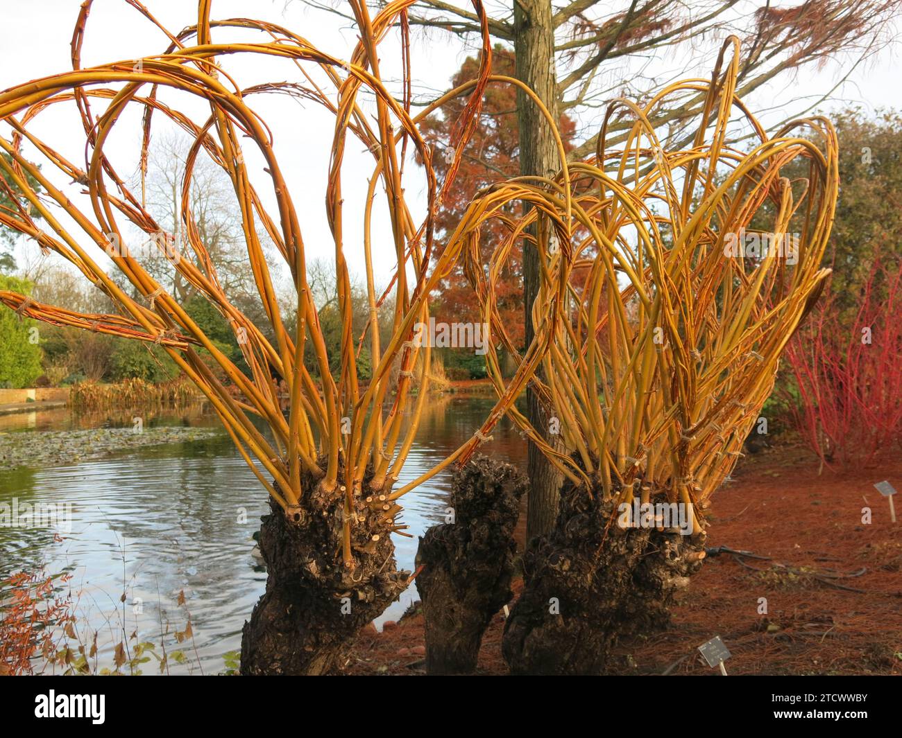 Des sculptures de saules tissées dans les jardins du RHS Hyde Hall créent des formes colorées au bord du lac, décembre 2023. Banque D'Images