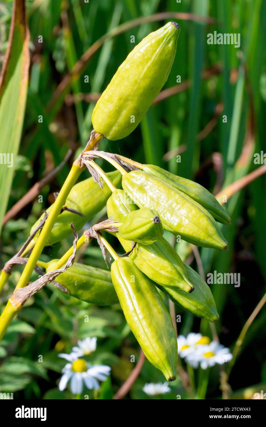 Iris jaune ou drapeau jaune (iris pseudacorus), gros plan des gousses bulbeuses ou des capsules produites par la plante commune au bord de l'eau à la fin de l'été. Banque D'Images