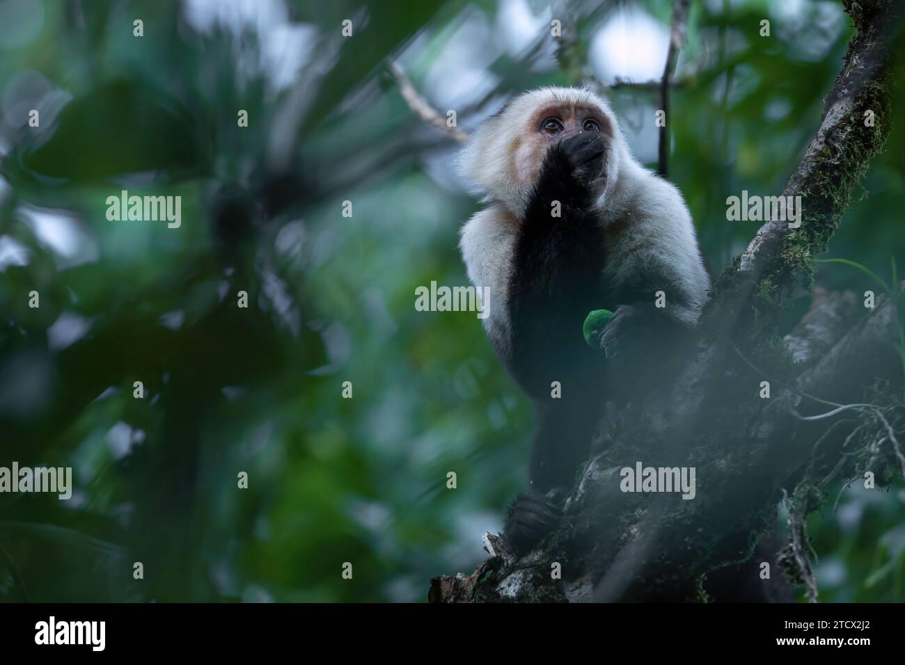 Capucin panaméen à face blanche (Cebus imitator) sur l'arbre Banque D'Images