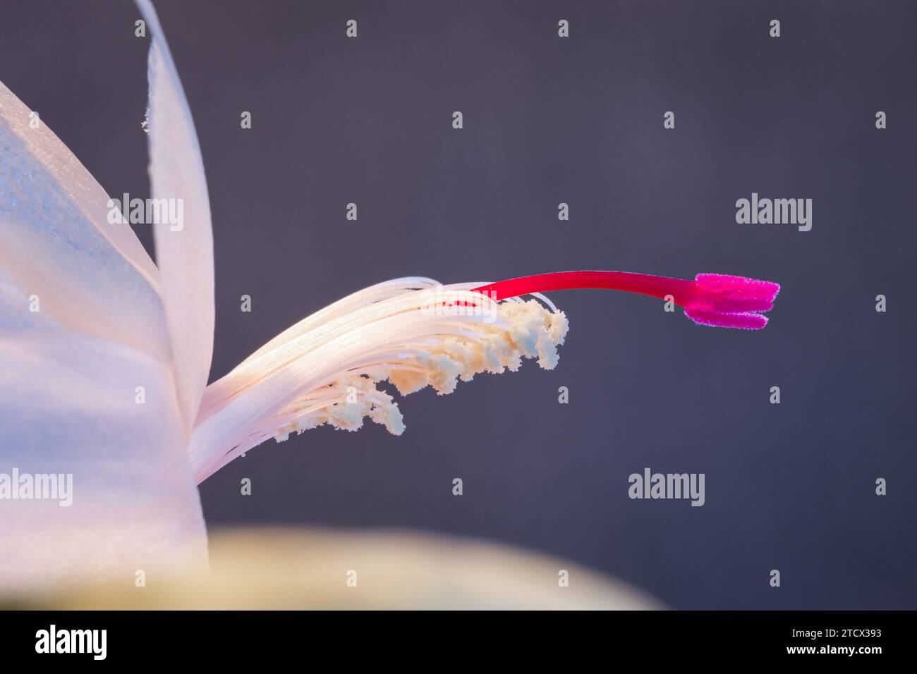 Macro plan d'une fleur blanche avec étamine rose à violet d'un cactus de Noël. Banque D'Images