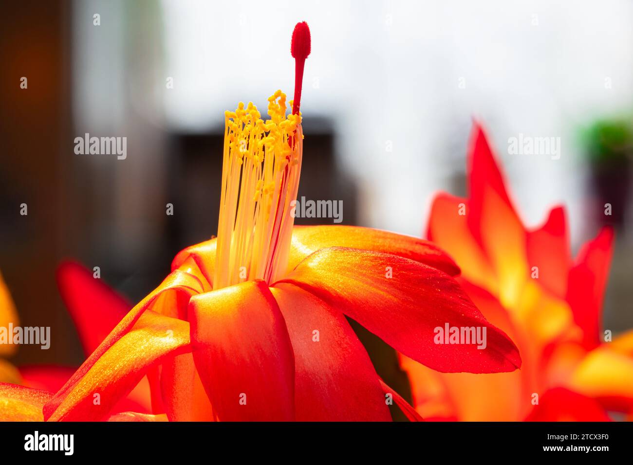 Macro de l'étamine pollinique d'une fleur colorée en fiercy d'un cactus de Noël (schlumbergera). Banque D'Images