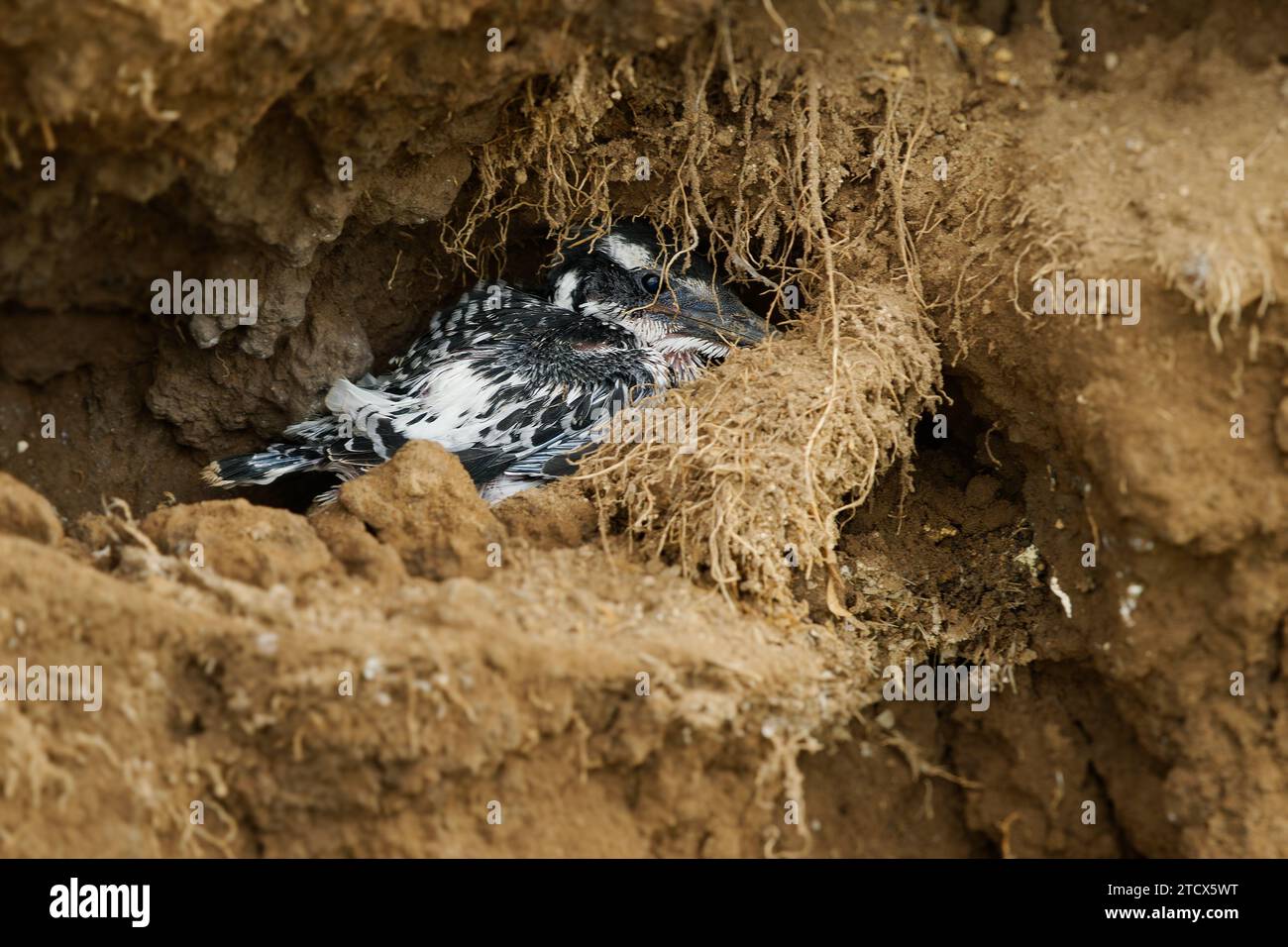 Pied Kingfisher - Ceryle rudis espèce de kingfisher noir et blanc d'eau largement répartie à travers l'Afrique et l'Asie. Chasse au poisson. Oiseau nichant sitti Banque D'Images