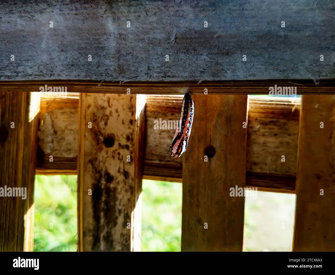 chrysalis avec papillon à l'intérieur. métamorphose. Banque D'Images