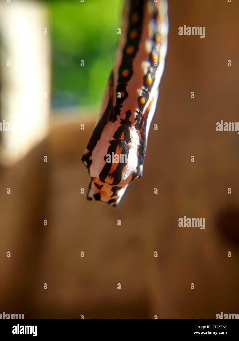 chrysalis avec papillon à l'intérieur. métamorphose. Banque D'Images