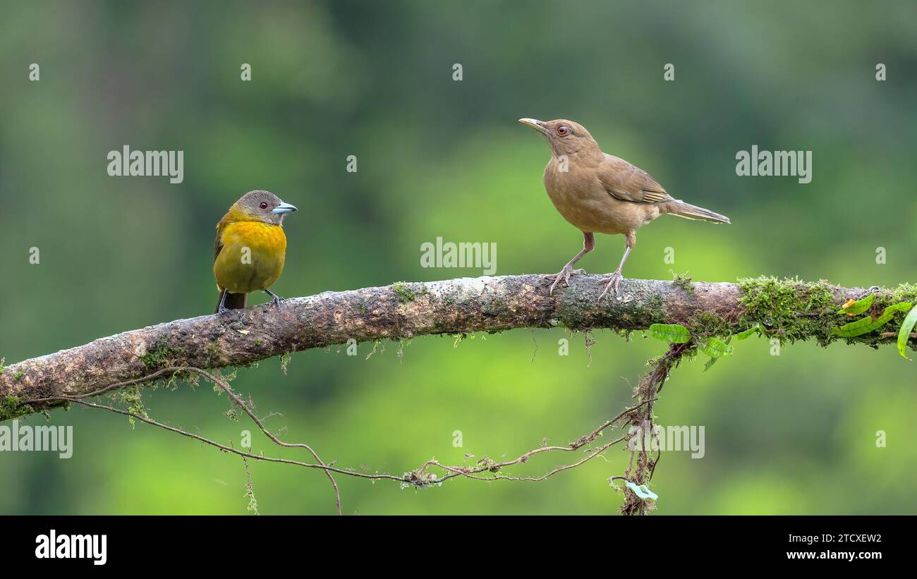 muguet argileux et tanager femelle à crampons écarlate perché sur une branche Banque D'Images