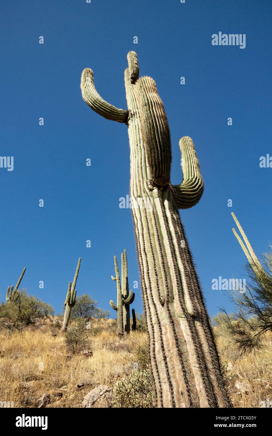 Cactus Saguaro pointant vers le haut vers un ciel clair et bleu dans le désert de l'Arizona, USA ; orientation verticale Banque D'Images