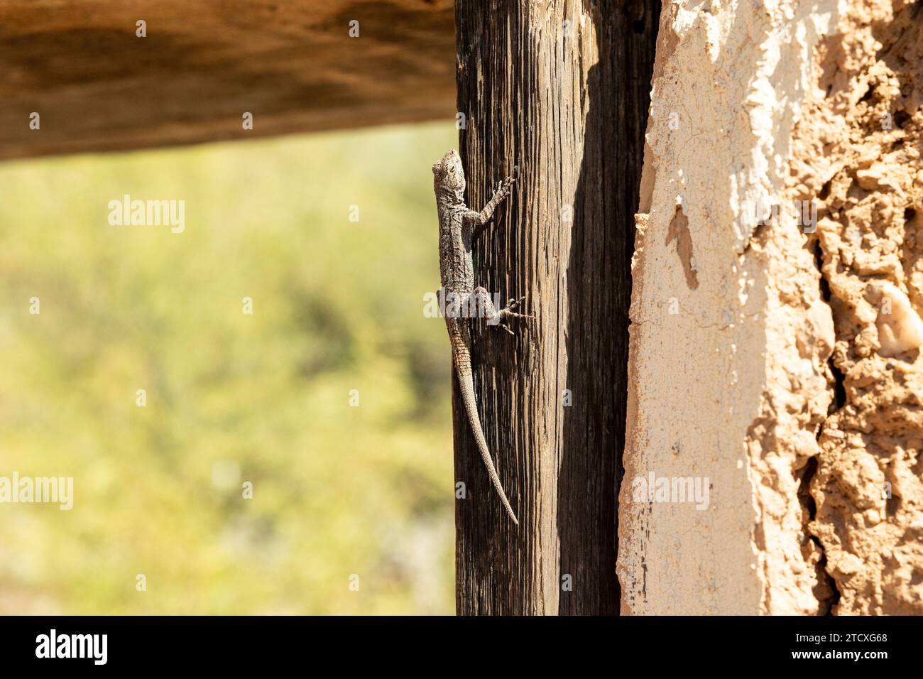 Gecko accroché à la poutre en bois rustique verticale au soleil sur un site de ruine près de Box Canyon en Arizona, aux États-Unis Banque D'Images