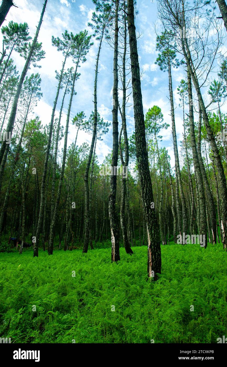 Forêt de pins de Coban Talun, Malang, Indonésie. Conservation des forêts vertes Banque D'Images