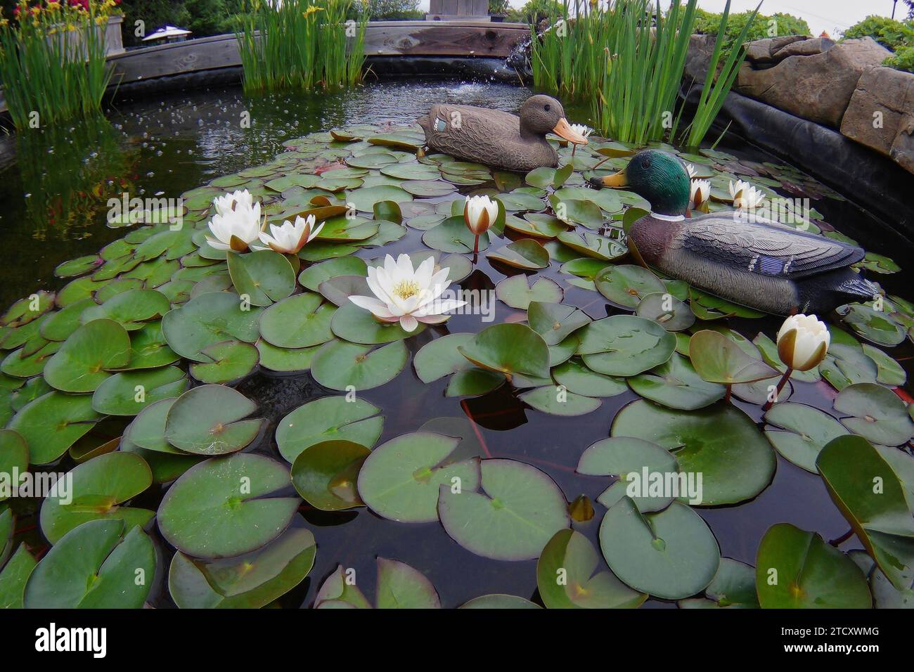 Canard en caoutchouc comme décoration dans un étang avec du nénuphar Banque D'Images