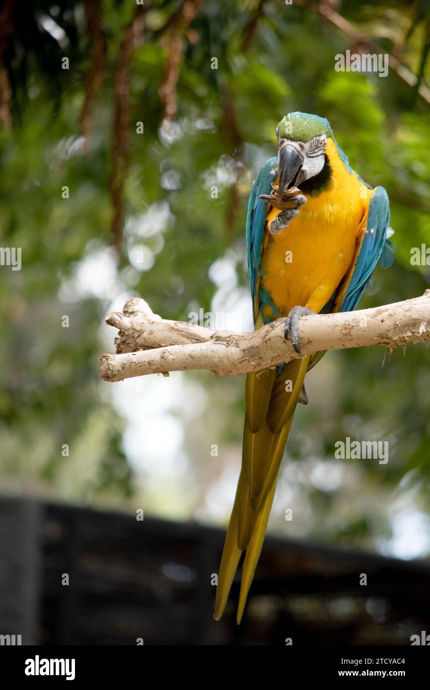 Les plumes du dos et de la queue supérieure de la macaw bleue et dorée sont bleu brillant; le dessous de la queue est jaune olive. Les plumes du front sont vertes Banque D'Images