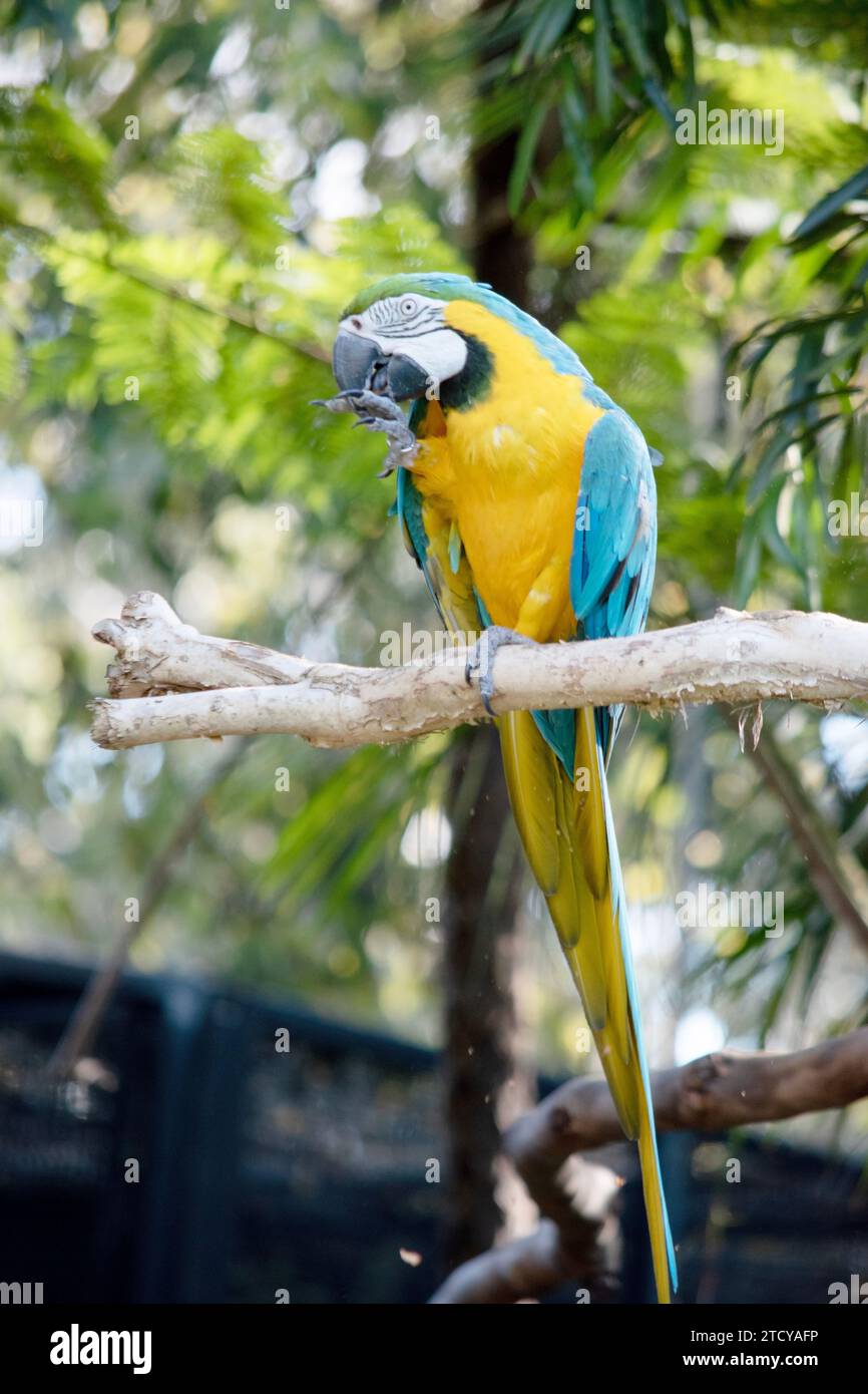 Les plumes du dos et de la queue supérieure de la macaw bleue et dorée sont bleu brillant; le dessous de la queue est jaune olive. Les plumes du front sont vertes Banque D'Images