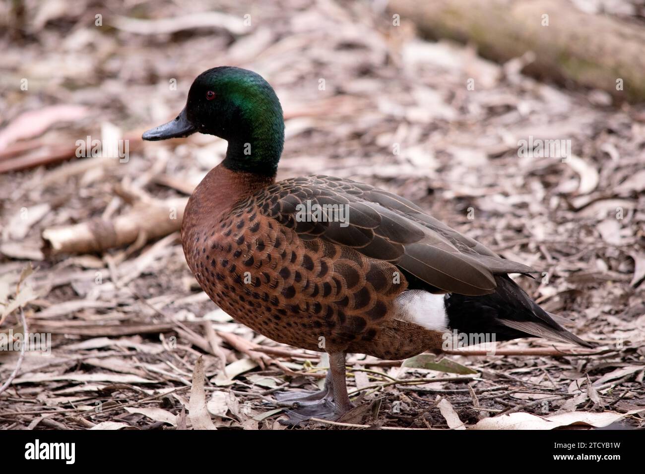 le mâle, le canard marron sarcelle, a une tête et un cou verts et un corps brun Banque D'Images