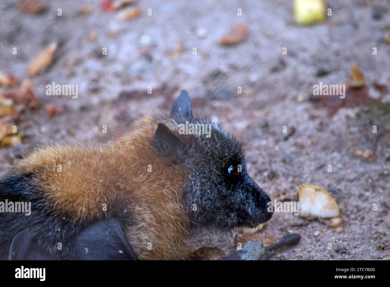 la chauve-souris aux fruits a une fourrure dorée sur la tête, le cou, les épaules et parfois le dos. Leurs ailes sont noires et non furrées. Renards volants ou Banque D'Images