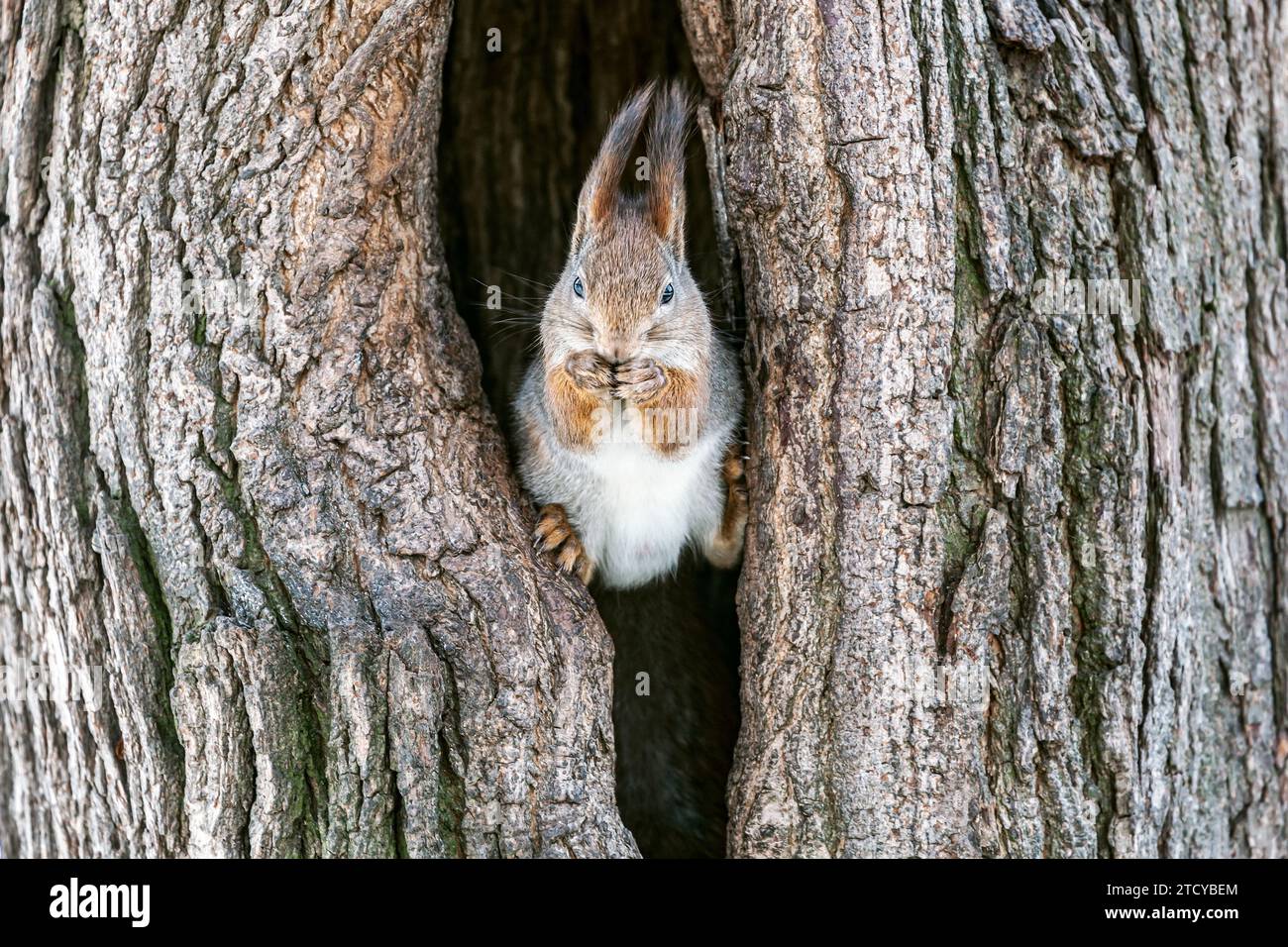 drôle d'écureuil rouge assis dans un grand arbre creux et mange une noix. Banque D'Images