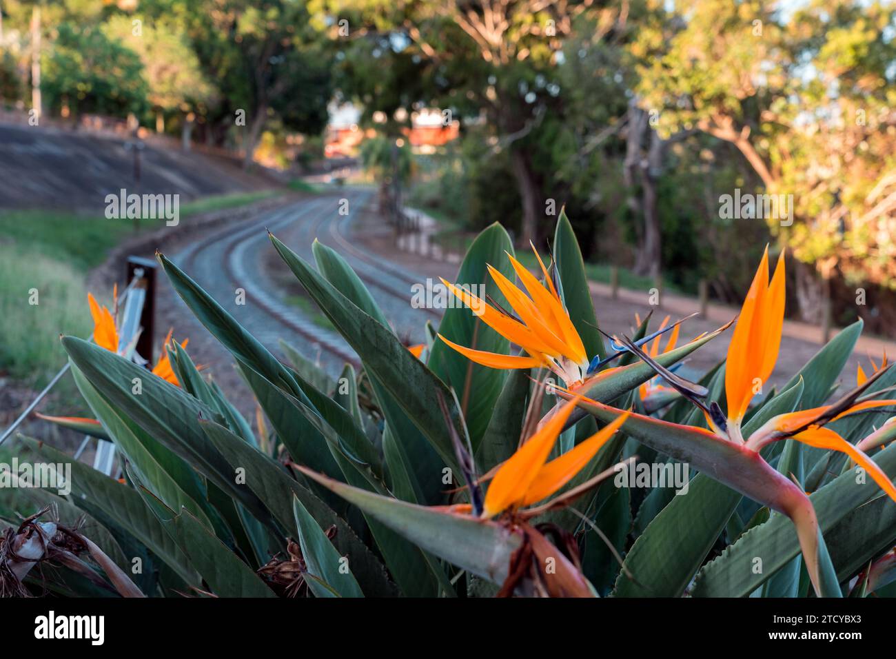 Oiseau de paradis fleur avec des voies ferrées floues en arrière-plan, Maryborough, Queensland, Australie Banque D'Images