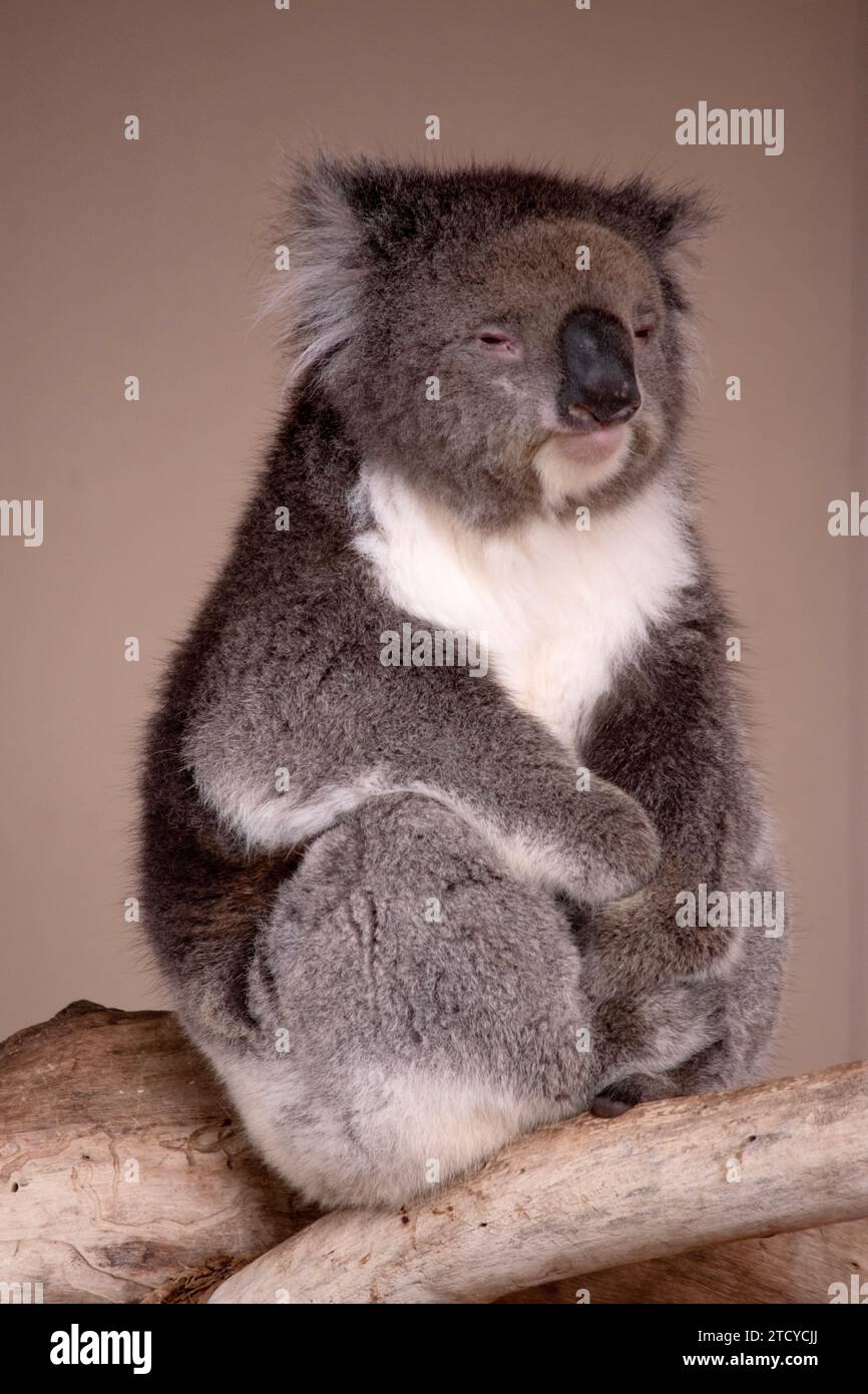 Le Koala a une grande tête ronde, de grandes oreilles de fourrure et un gros nez noir. Leur fourrure est habituellement de couleur gris-brun avec la fourrure blanche sur la poitrine, les bras intérieurs, Banque D'Images