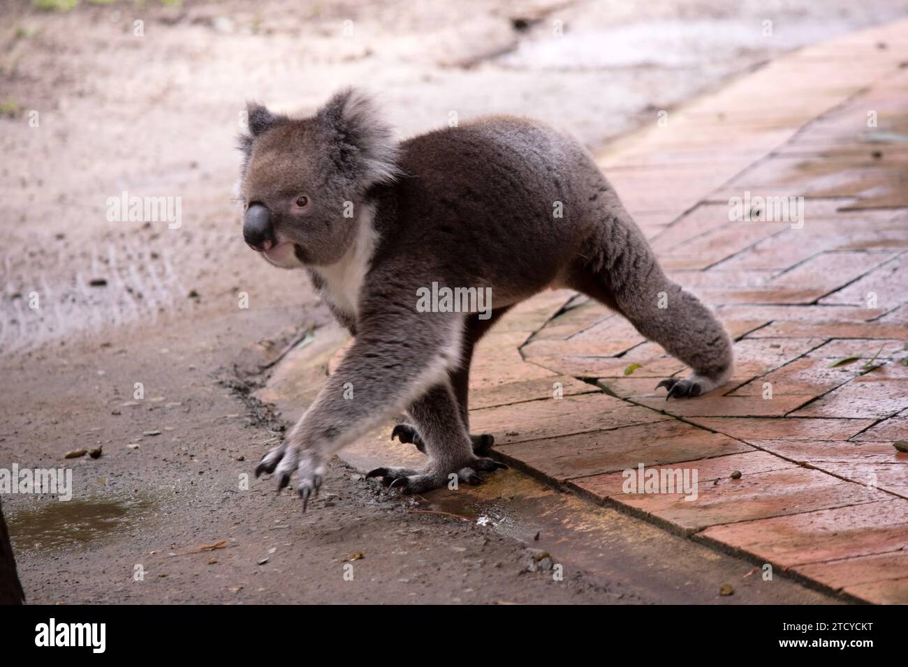 Le Koala a une grande tête ronde, de grandes oreilles de fourrure et un gros nez noir. Leur fourrure est habituellement de couleur gris-brun avec la fourrure blanche sur la poitrine, les bras intérieurs, Banque D'Images