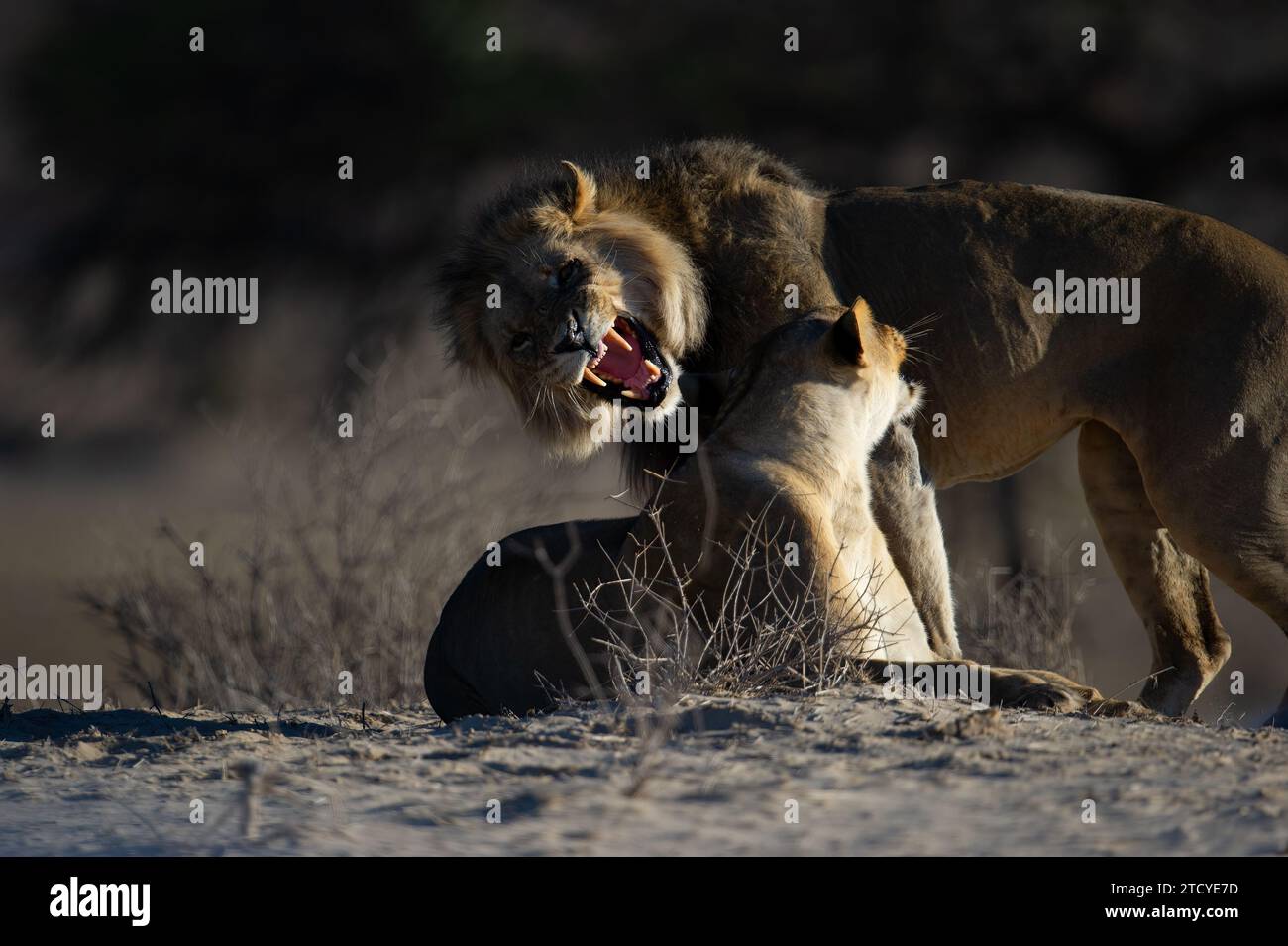 Lion (Panthera leo) Parc transfrontalier Kgalagadi, Afrique du Sud Banque D'Images