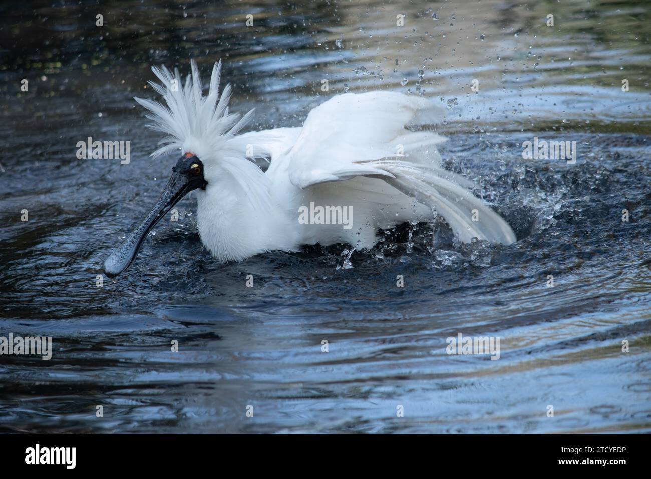 Le spoonbill royal est un grand oiseau de mer blanc avec un bec noir qui ressemble à une cuillère. Le spoonbill royal a des sourcils jaunes et des jambes noires Banque D'Images