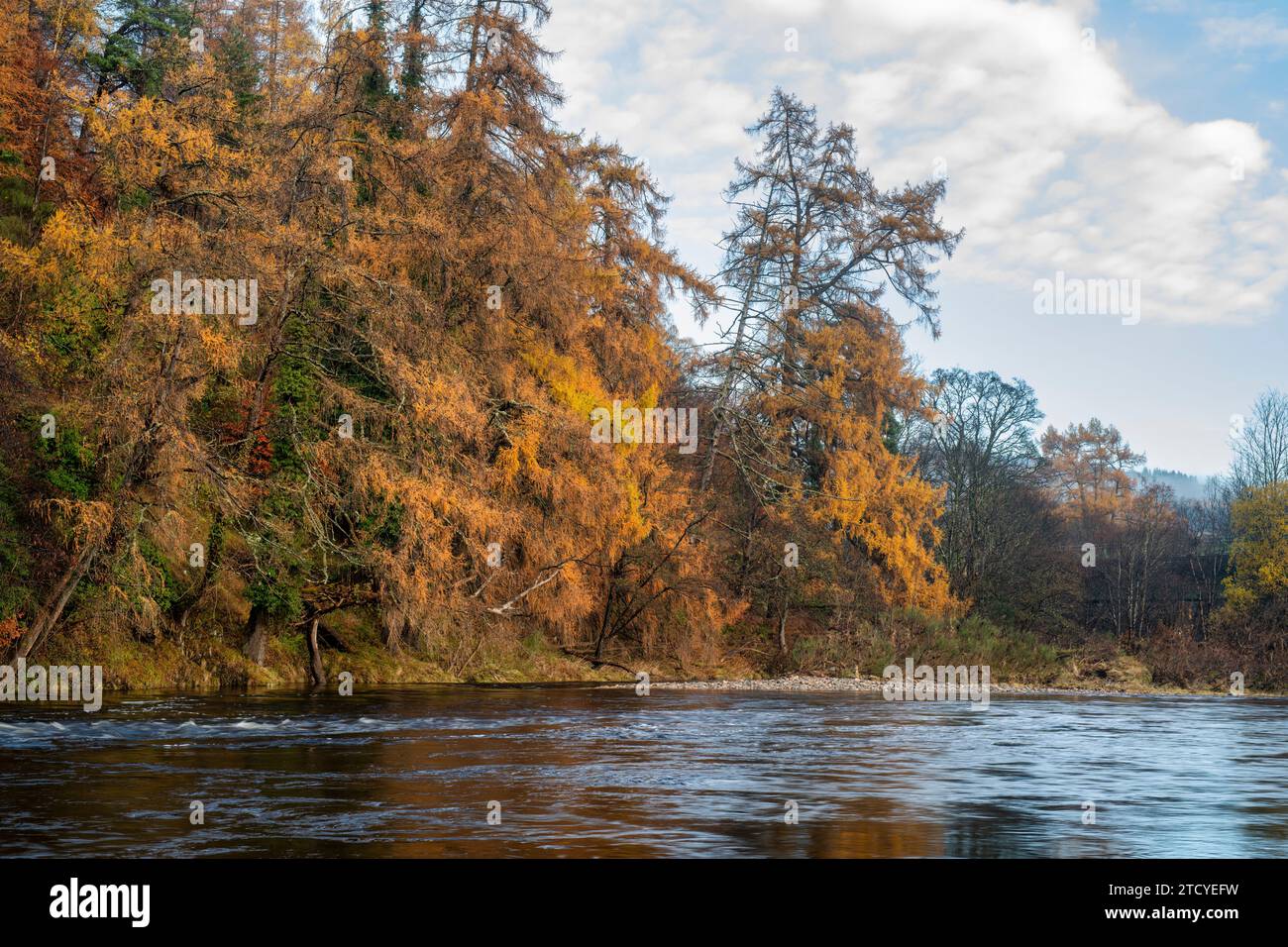 Larix. Mélèzes de fin d'automne le long de la rivière Spey. Craigellachie, Morayshire, Écosse Banque D'Images