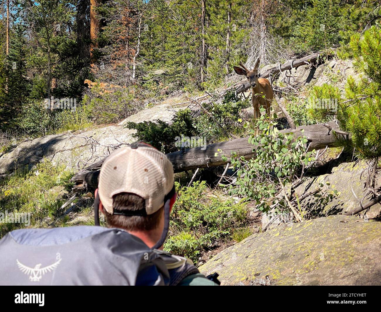 Un randonneur dans le parc national des montagnes Rocheuses capture un moment serein avec un cerf mulet à travers la lentille d'un smartphone, soulignant l'harmonie Banque D'Images