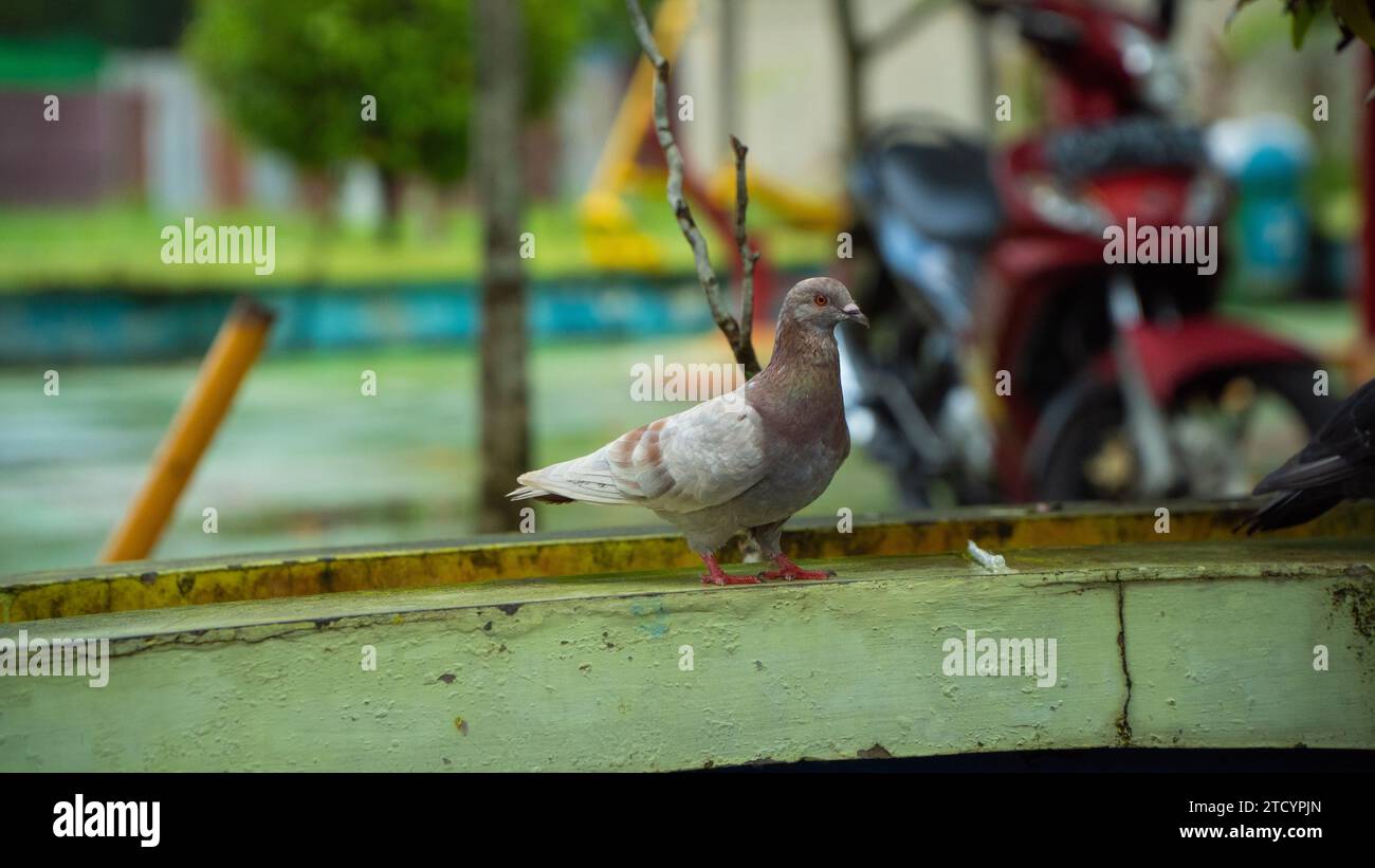 Les pigeons dans le parc Banque D'Images