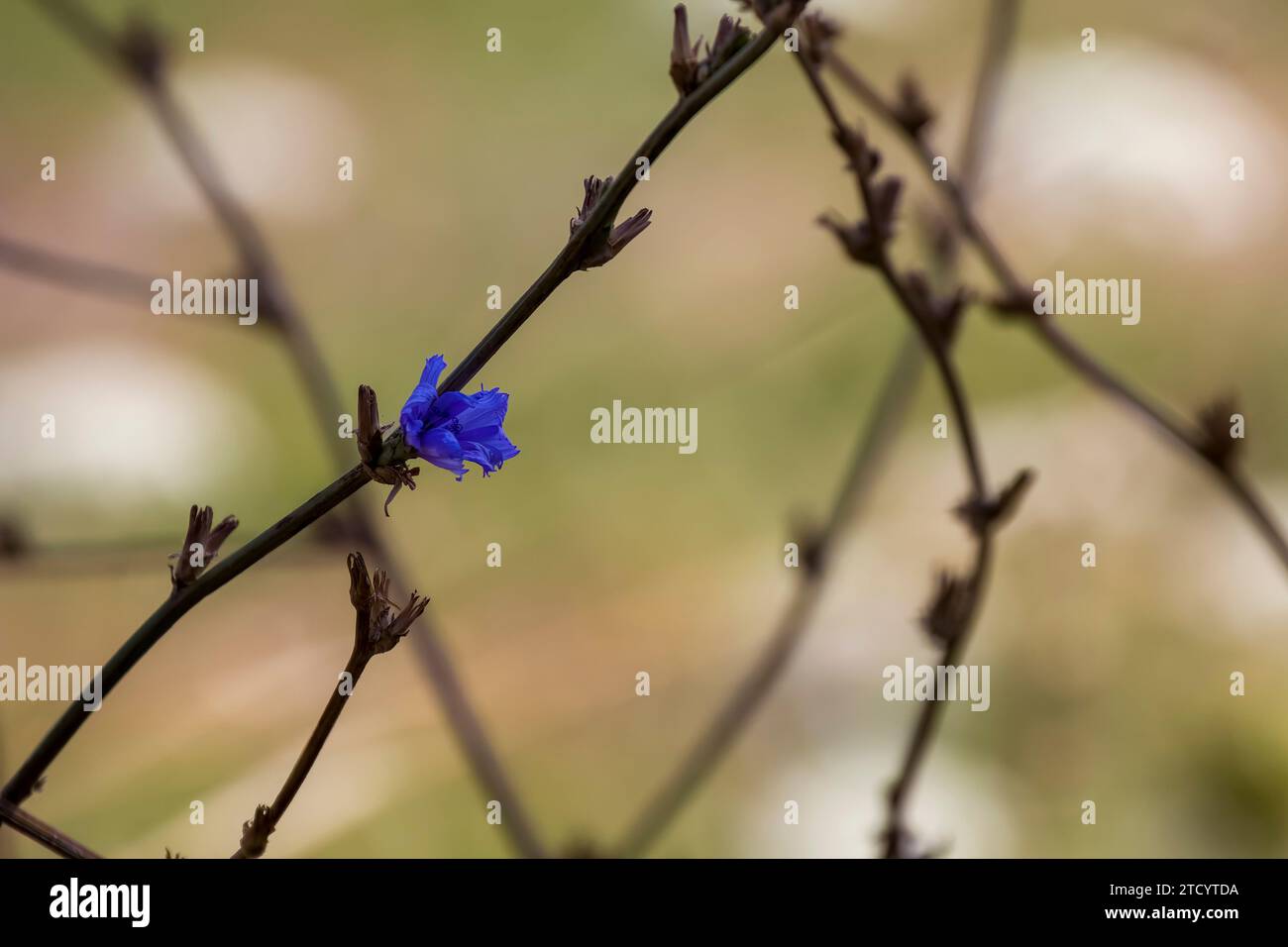 Fleur intybus de chicorum en Zante Grèce Banque D'Images