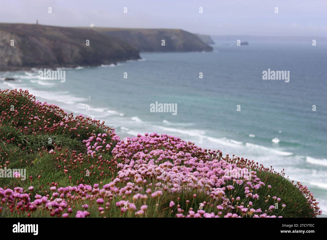 Gros plan de rose marin ou d'épargne, poussant sur une falaise côtière avec une toile de fond de mer Banque D'Images