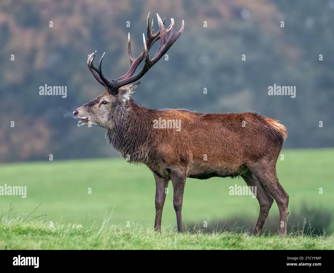 Red Deer Stag Banque D'Images