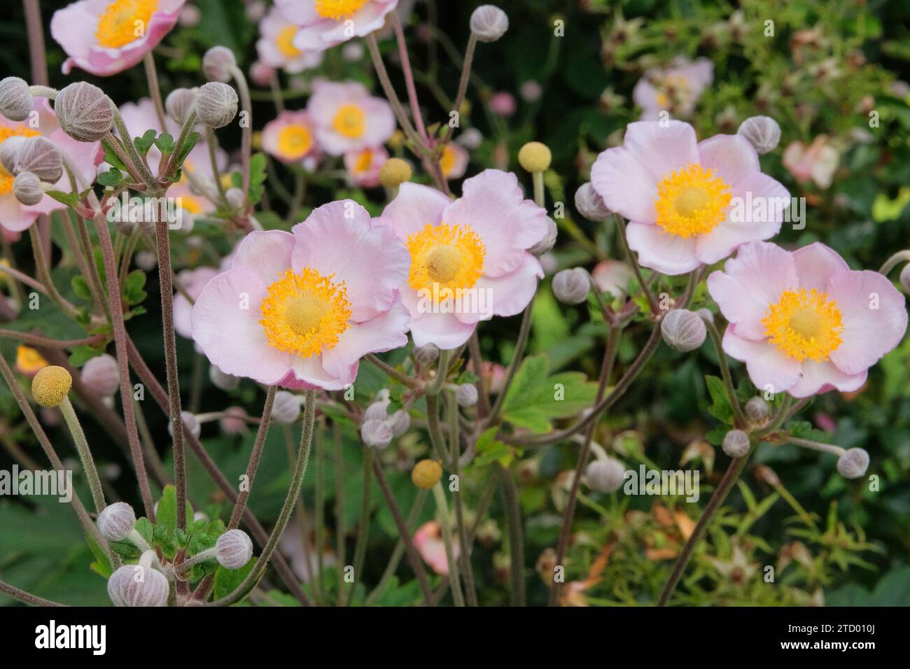 Violet Anemone Loreley cultivé dans un jardin de fleurs. Fleurs violettes décoratives dans la nature. Cultivée pour ses fleurs romantiques. Banque D'Images