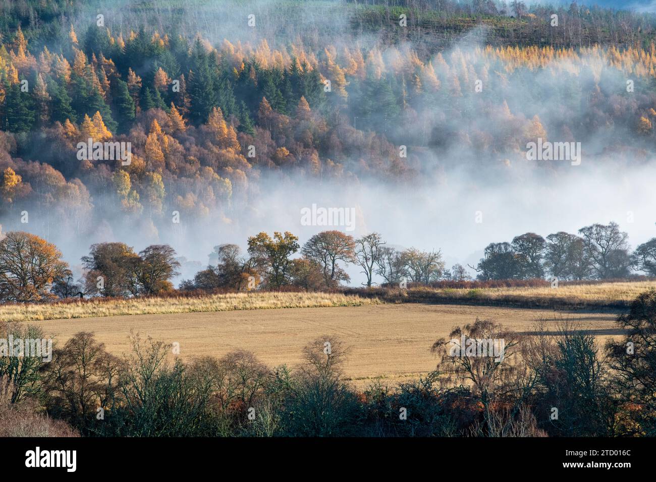 Brume le long de la rivière Spey en novembre. Morayshire, Écosse Banque D'Images
