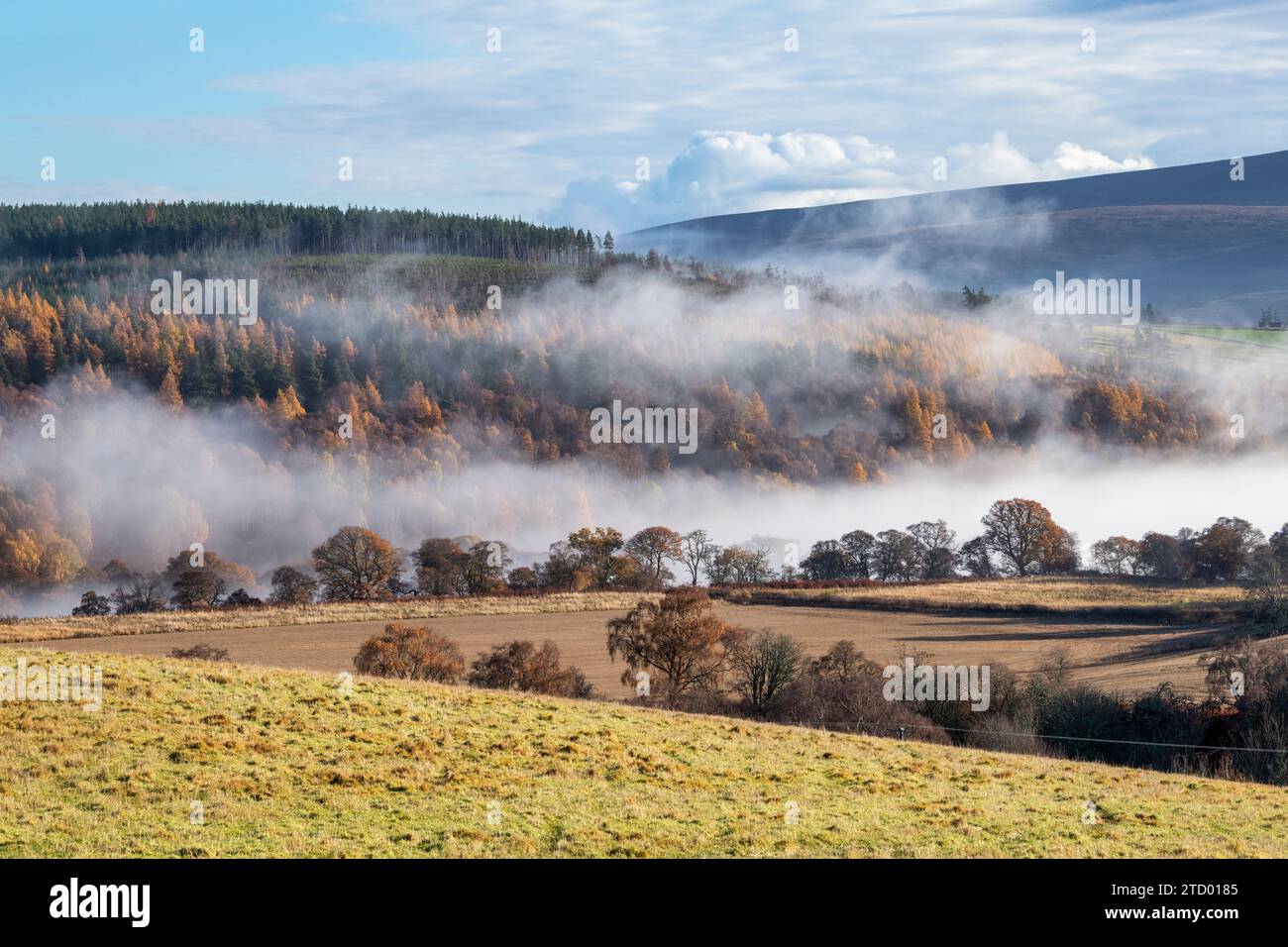Brume le long de la rivière Spey en novembre. Morayshire, Écosse Banque D'Images