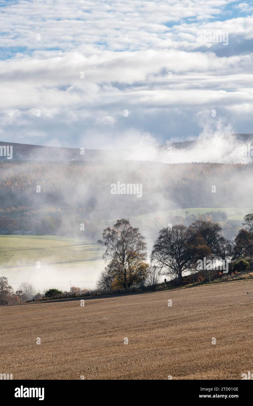 Silhouettes d'arbres dans la brume le long de la rivière Spey en novembre. Morayshire, Écosse Banque D'Images
