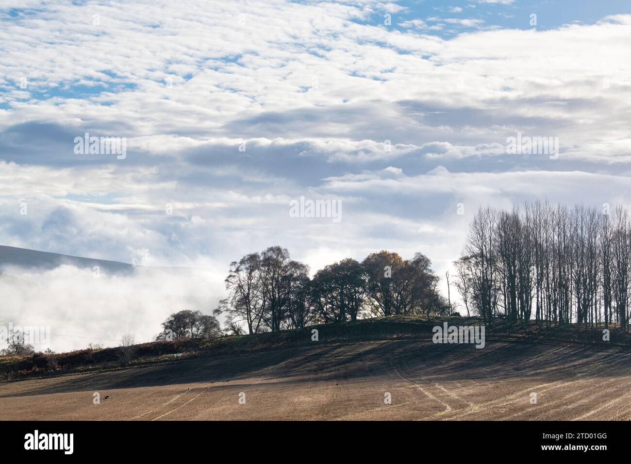 Silhouettes d'arbres dans la brume le long de la rivière Spey en novembre. Morayshire, Écosse Banque D'Images