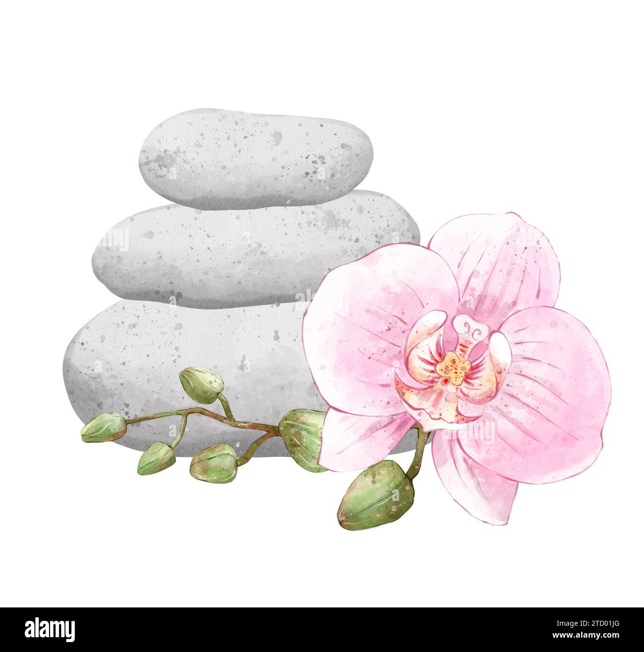Aromathérapie, composition avec des fleurs d'orchidée et des pierres pour le massage. Concept mode de vie sain, soins de la peau, soins spa. L'illustration dessinée à la main est Banque D'Images