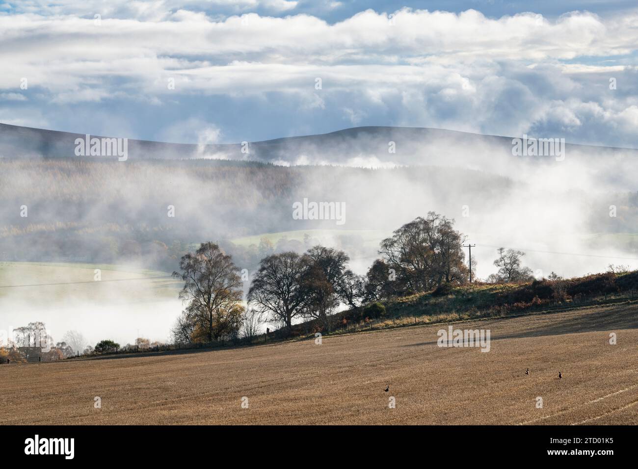 Silhouettes d'arbres dans la brume le long de la rivière Spey en novembre. Morayshire, Écosse Banque D'Images
