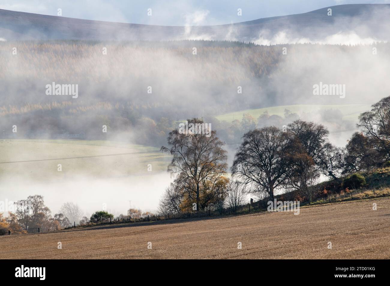 Silhouettes d'arbres dans la brume le long de la rivière Spey en novembre. Morayshire, Écosse Banque D'Images
