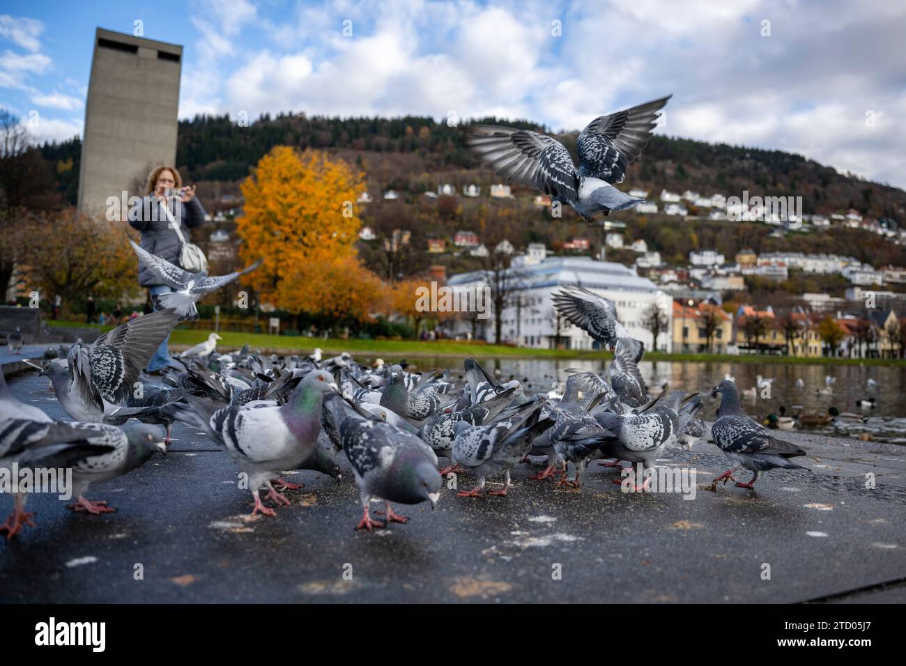 5 novembre 2023, Bergen, Vestland, Norvège : une femme est vue photographiant un grand groupe de pigeons se nourrissant près de la rive du lac Lungegardsvann dans le centre-ville de Bergen. Bergen, la deuxième plus grande ville de Norvège, est située sur la côte sud-ouest et est connue comme la porte d'entrée des célèbres fjords, ce qui en fait l'un des plus grands ports de croisière touristique d'Europe. (Image de crédit : © Jorge Castellanos/SOPA Images via ZUMA Press Wire) USAGE ÉDITORIAL SEULEMENT! Non destiné à UN USAGE commercial ! Banque D'Images