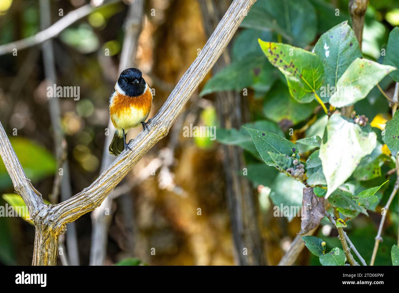 Pierre d'Afrique, Saxicola torquatus felix Banque D'Images