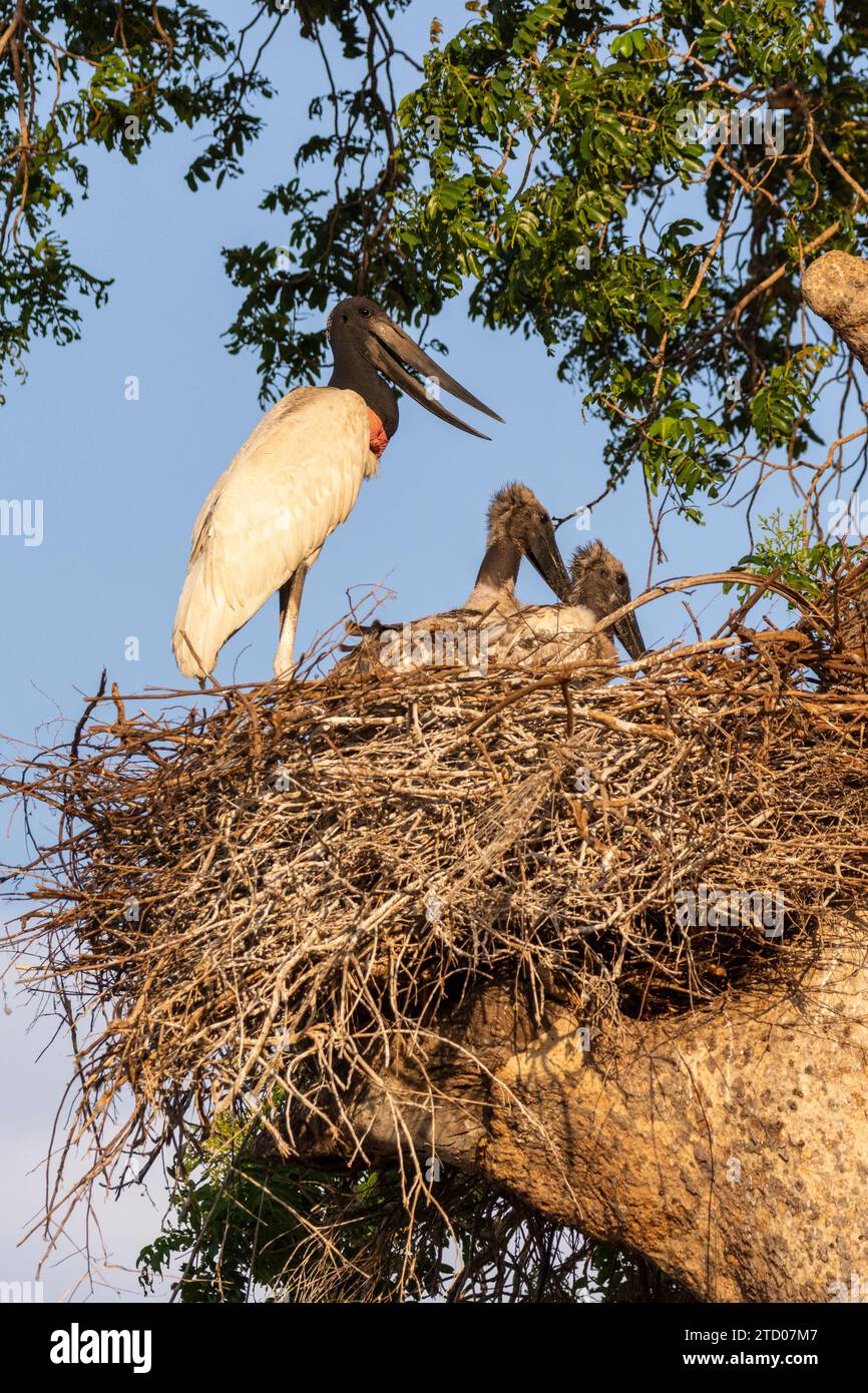 Big Jabiru Stork oiseau sur le nid avec quelques poussins dans le Pantanal Banque D'Images