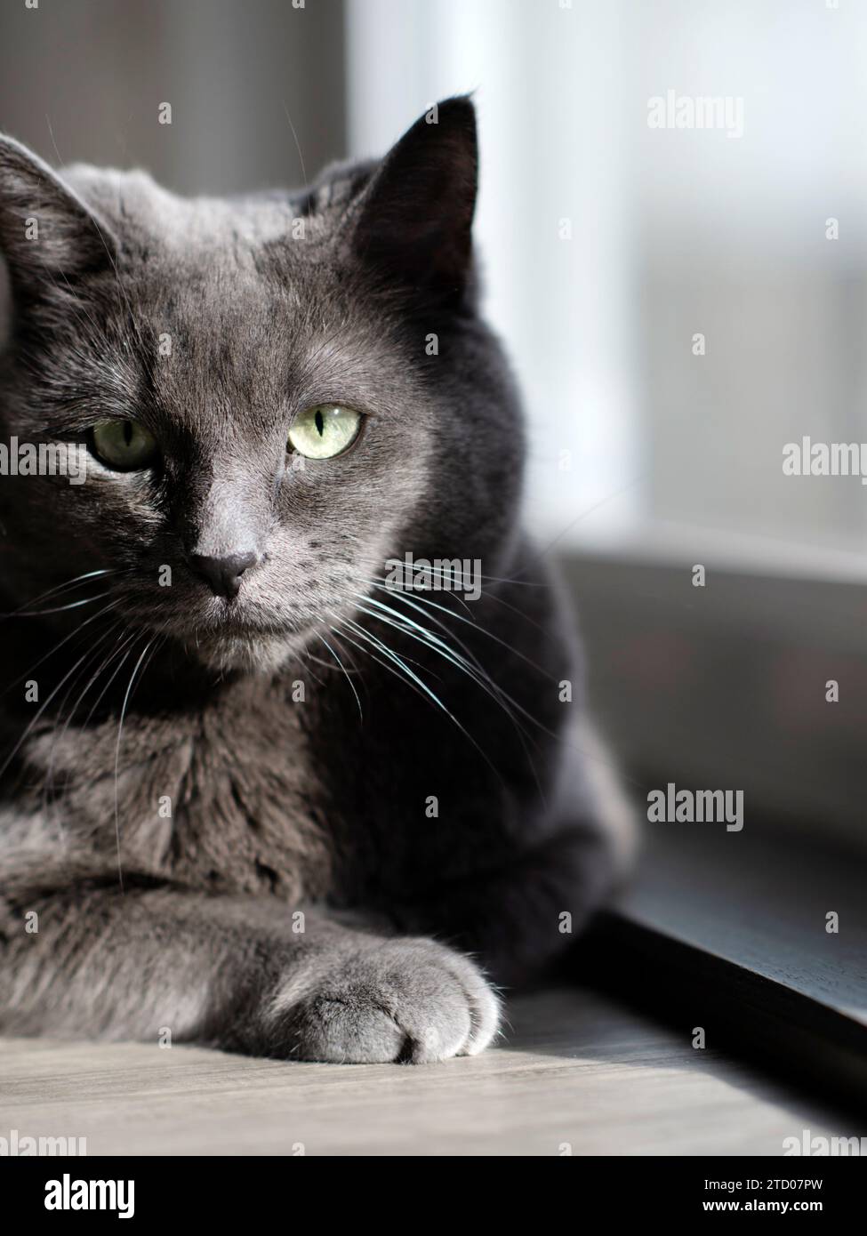 Chat bleu russe allongé dans la lumière qui coule à travers la fenêtre Banque D'Images