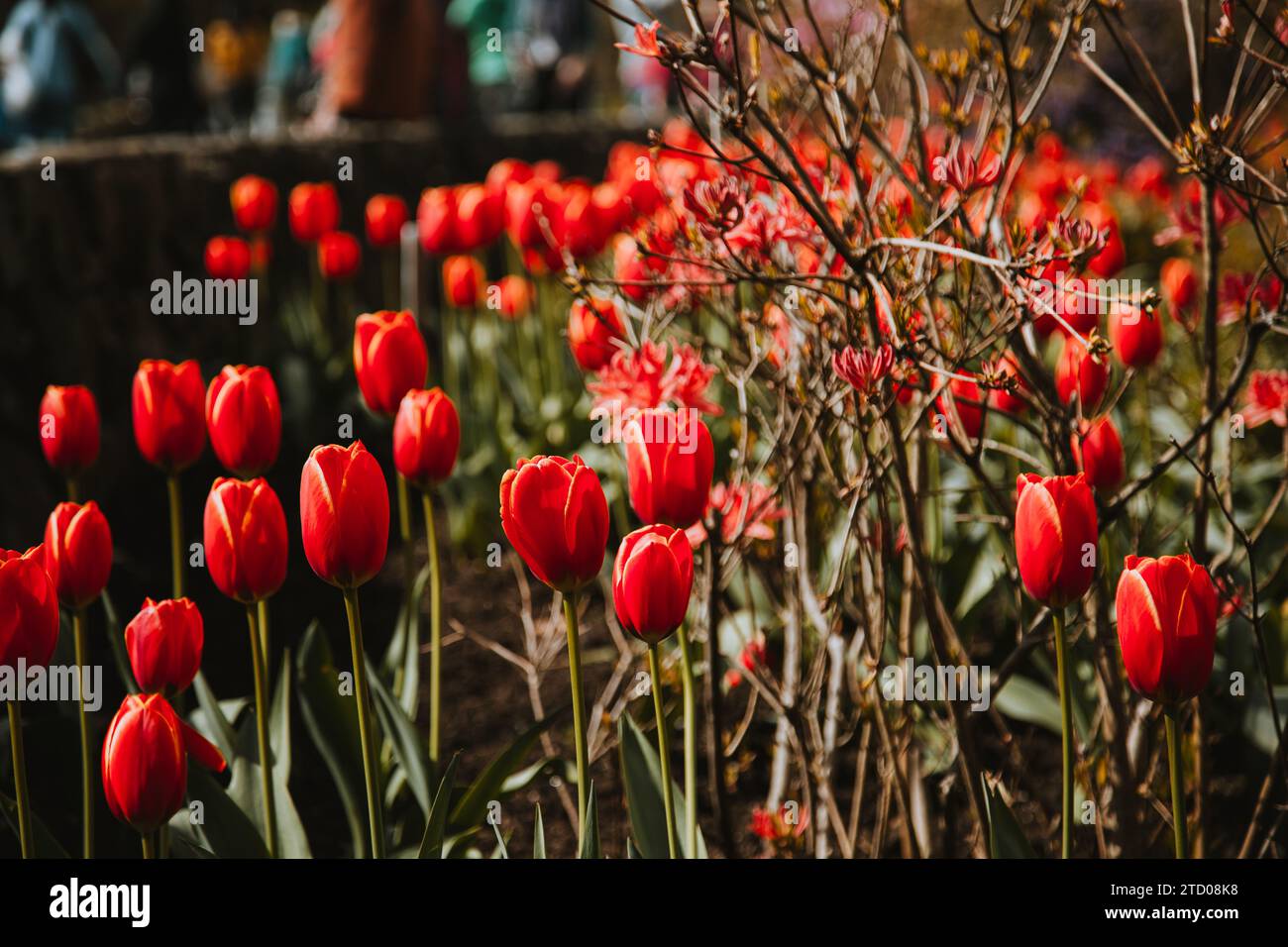 Champ rouge vif de tulipes au printemps Banque D'Images