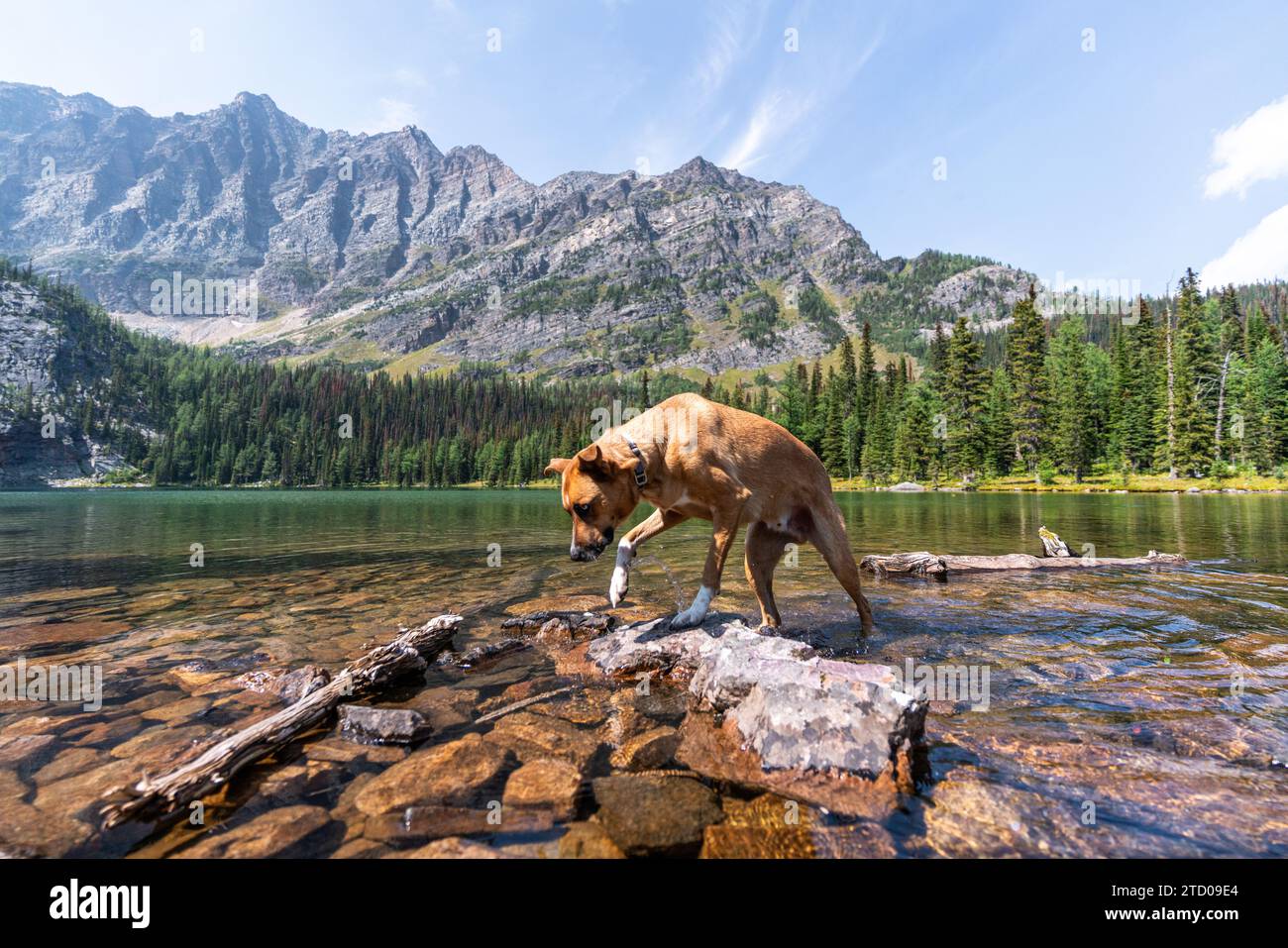 Randonnée avec le meilleur ami de l'homme Banque D'Images