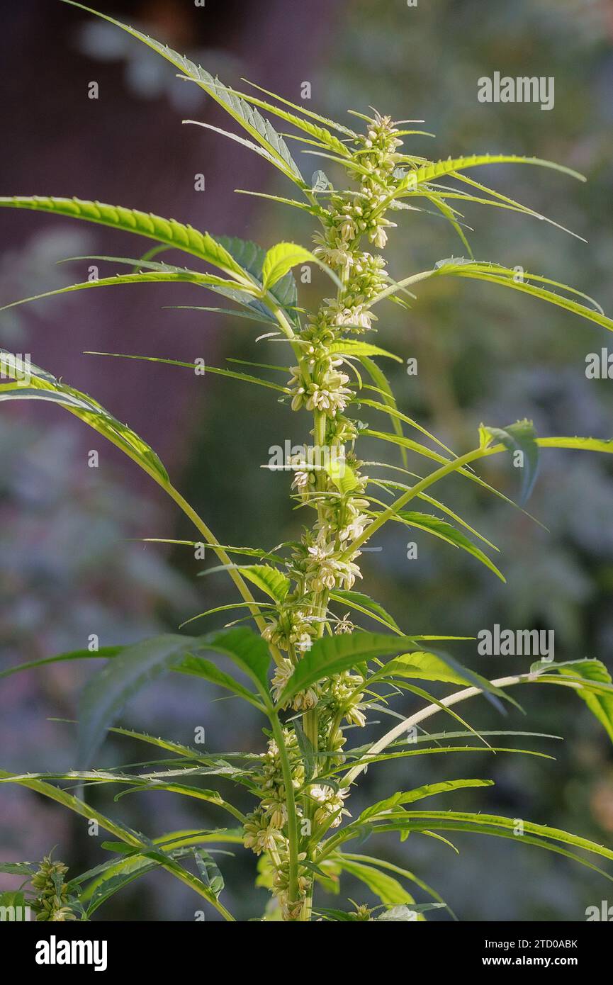 Chanvre indien, marijuana, mary jane (Cannabis sativa), plante mâle à fleurs Banque D'Images